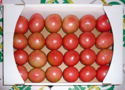 トマト写真1