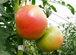 トマト写真2