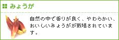 みょうが