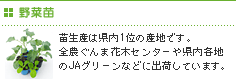 野菜苗