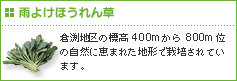 雨よけほうれん草