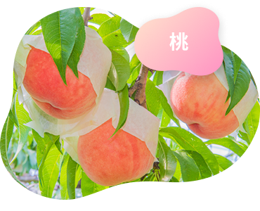 イメージ画像3（桃）