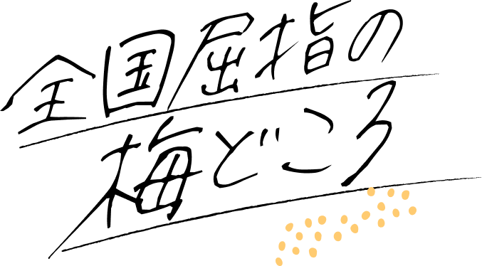 全国屈指の梅どころ