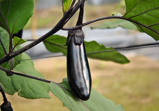 「特産物のご紹介」ページ　特産物写真（トマト）