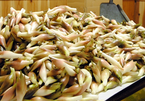 「特産物のご紹介」ページ　特産物写真（みょうが）